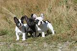 BOULEDOGUE FRANCAIS 277